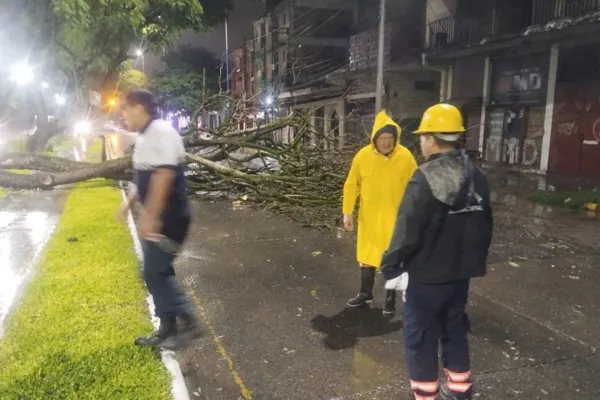 Por la lluvia bajó la temperatura y los vientos provocaron caída de árboles
