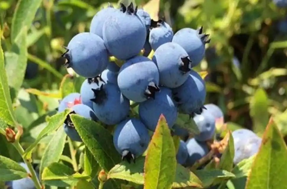 ARÁNDANOS. Los productores observan con preocupación un escenario de bajos precios y absorción de costos.