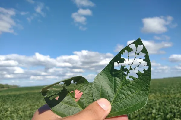 “Las plagas cambian, y con ellas debe evolucionar también la forma de monitorearlas y de controla
