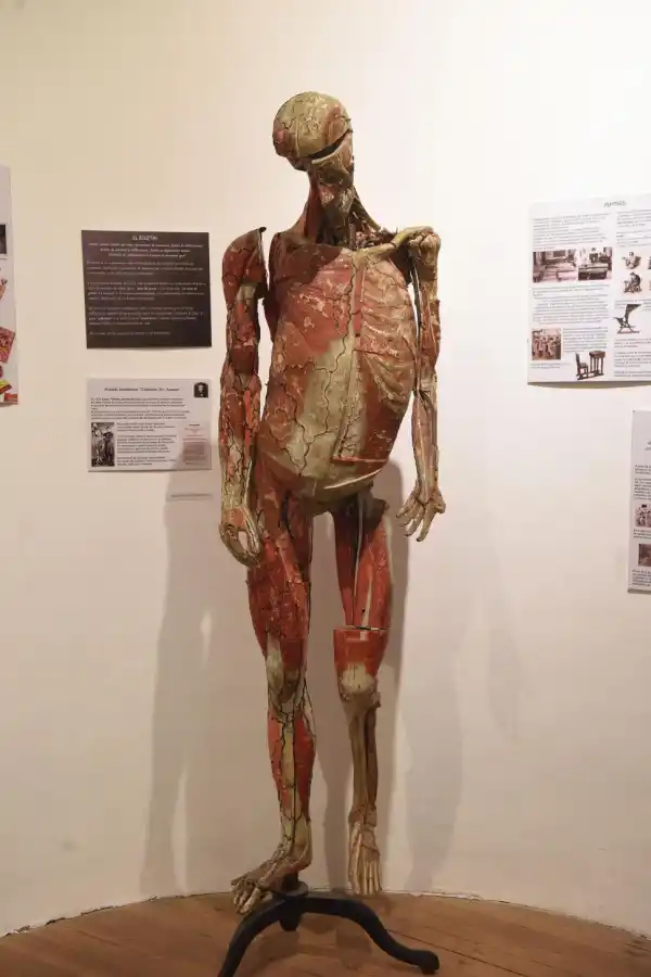 FIGURA. Fue una de las primeras traídas a Sudamérica.