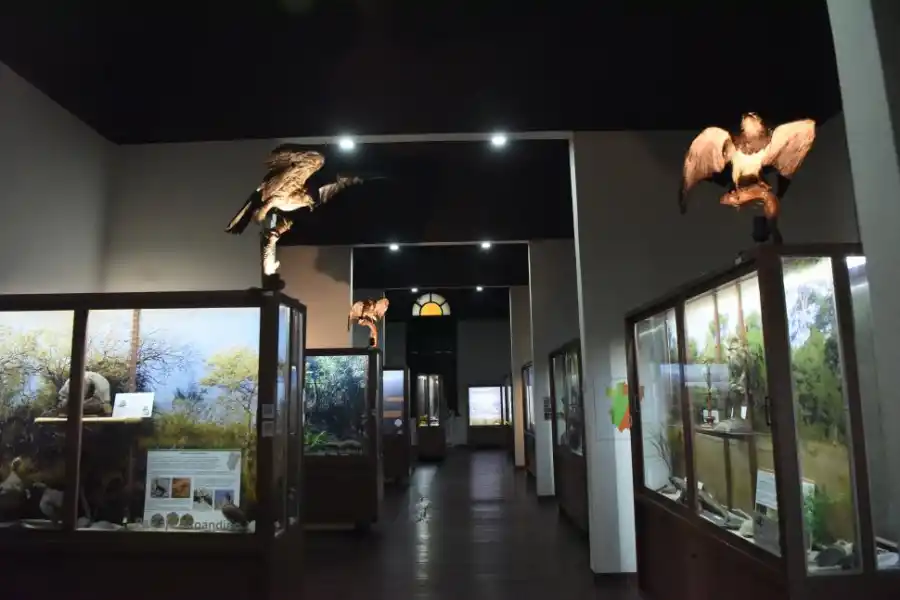 FLORA, FAUNA Y OBJETOS PRECOLOMBINOS. Parte de esta colección pertenece al legado de Miguel Lillo.