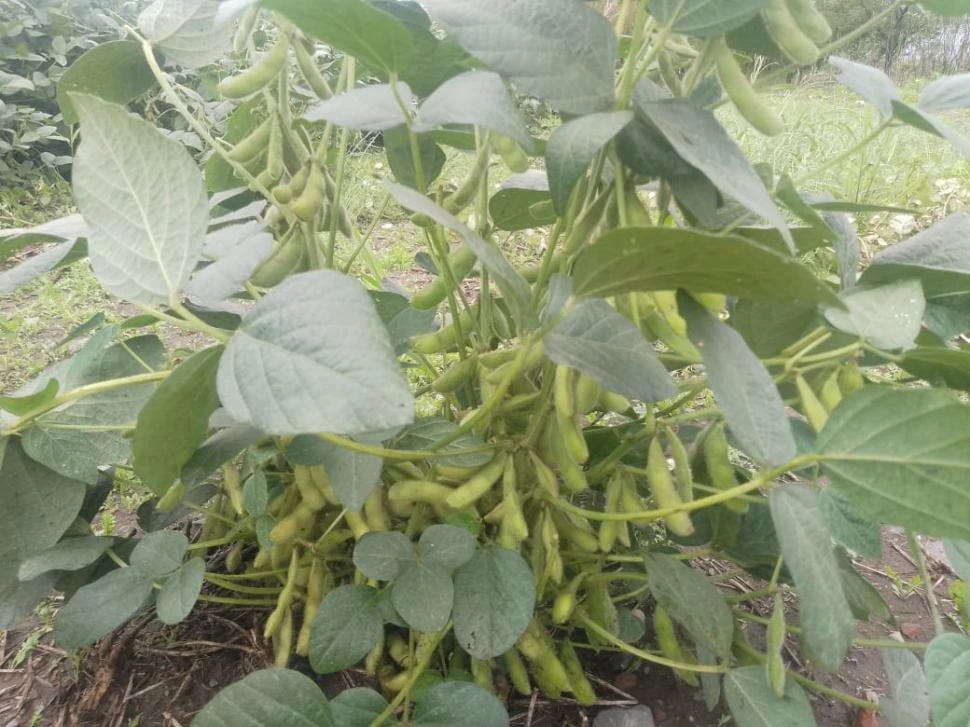 Autorizan la comercialización de un evento transgénico de soja
