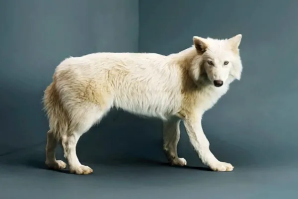 ¡Al estilo Jurassic Park! Revivieron al lobo gigante que estuvo extinto más de 10.000 años