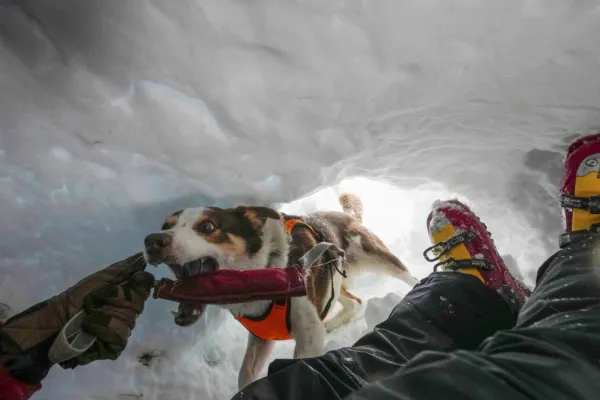 600x400_zen-border-collie-avalanchas-asiste-entrenamiento-cuerpo-nacional-rescate-alpino-espeleologico-italia-col-gallina-cerca-cortina-dampezzo-el-1078221-100110.webp