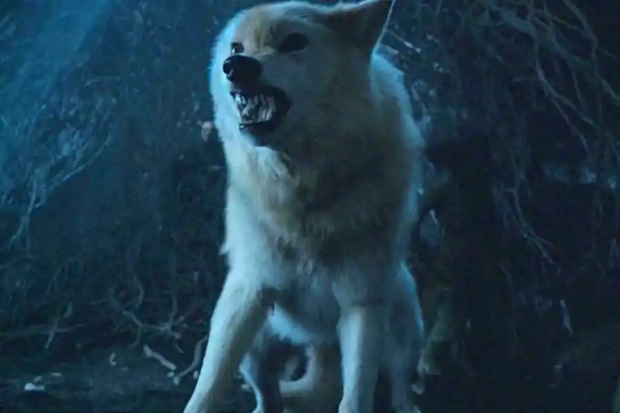 LOBOS. Los científicos criticaron la desextinción de estos animales.