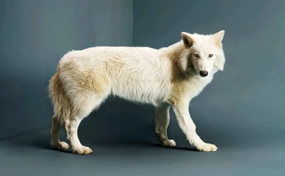 ¡Al estilo Jurassic Park! Revivieron al lobo gigante que estuvo extinto más de 10.000 años