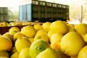 Una empresa de limones podría ser favorecida con un crédito fiscal en Tucumán