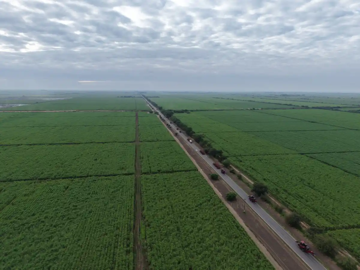 La zafra azucarera toma ritmo con las máquinas en los campos