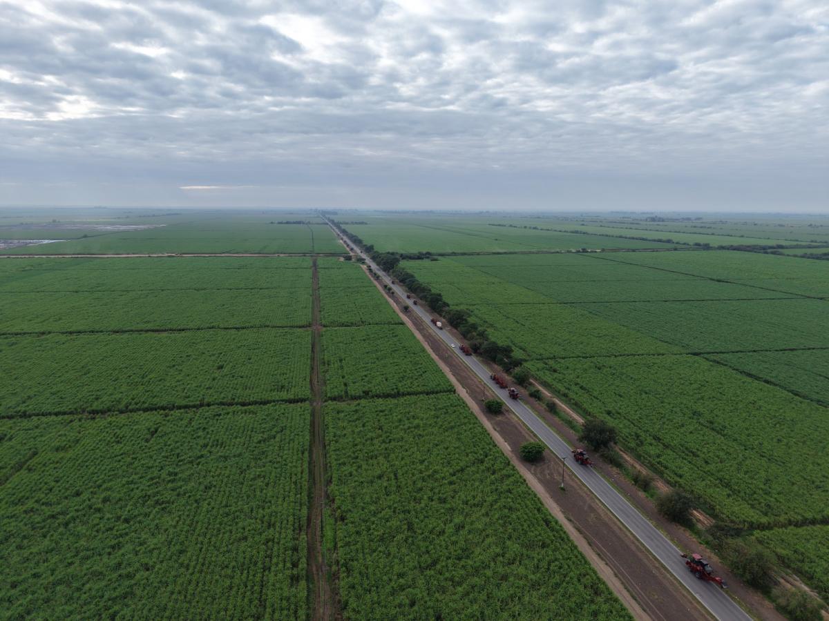 La zafra azucarera toma ritmo con las máquinas en los campos