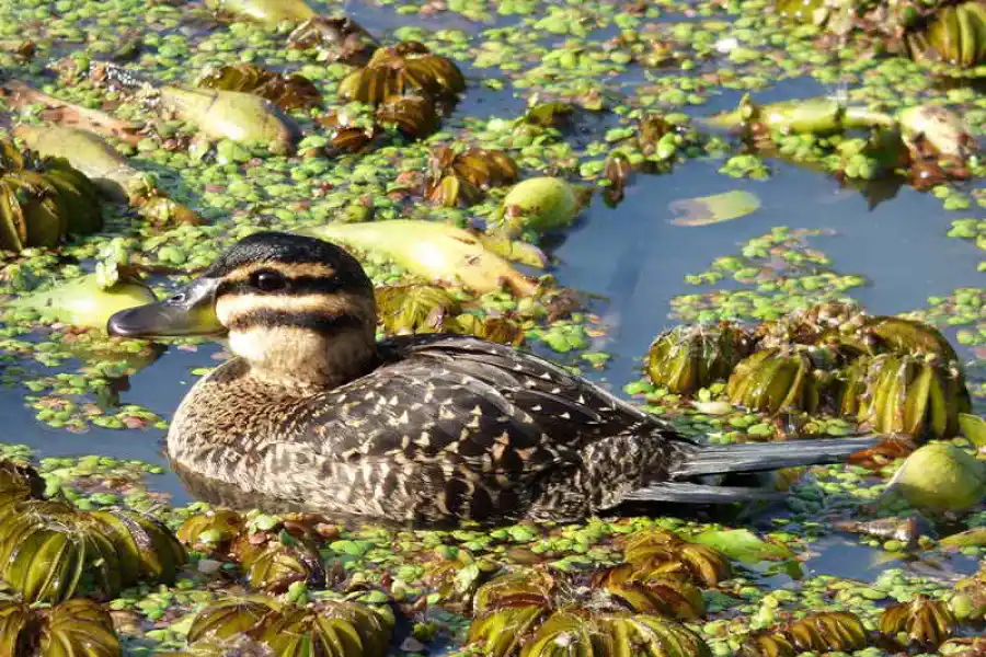ESPECIES. La flora y la fauna son protagonistas en la Reserva Ecológica.