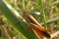 Capacitan para responder de emergencia contra las langostas