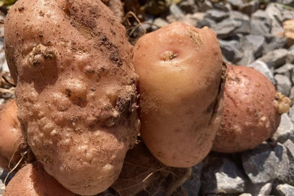 Papa: la rotación, una estrategia eficiente contra los nematodos