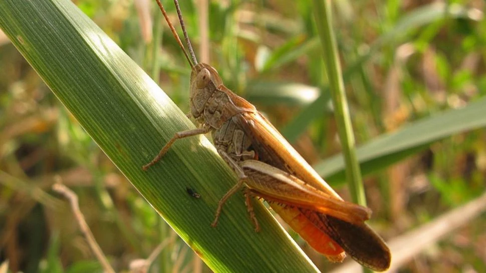 Capacitan para responder de emergencia contra las langostas