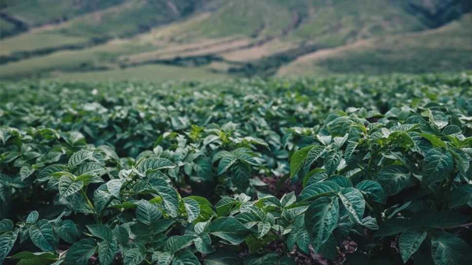 Tafí del Valle, un bastión de la papa semilla