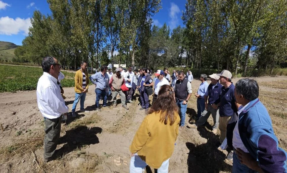 ORIGEN. La papa se cultiva en los valles desde hace miles de años, pero Tafí del Valle fue declarada oficialmente productora en 1976, a partir de que la Eeaoc comprobó la aptitud de la zona.