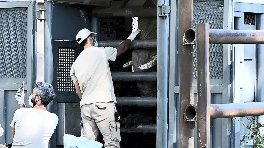 Así fue el emotivo traslado de “Pupy”, la última elefante de Ecoparque, a un santuario