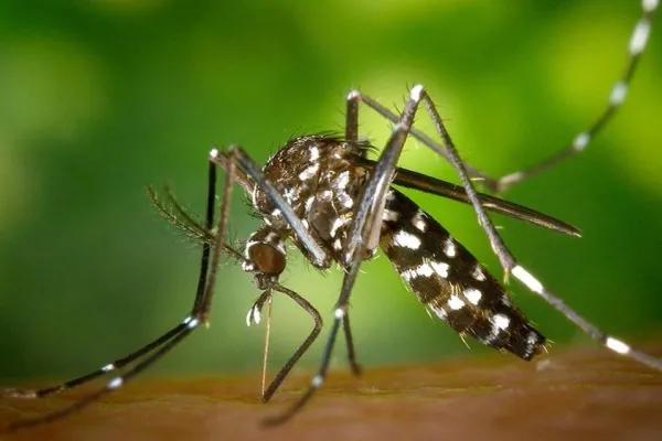 En Brasil aprobaron la primera vacuna contra el chikungunya