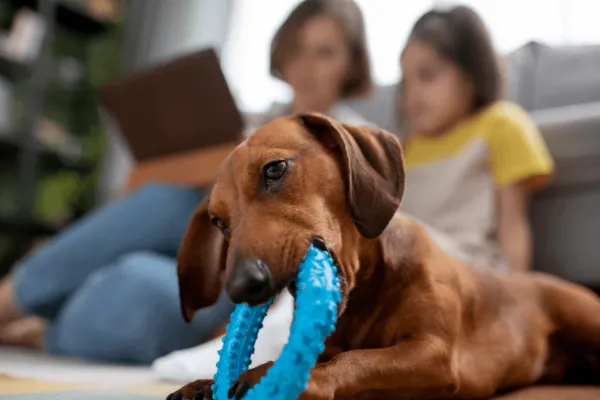 Juguetes peligrosos para perros: los que tenés que evitar para cuidar la salud de tu mascota