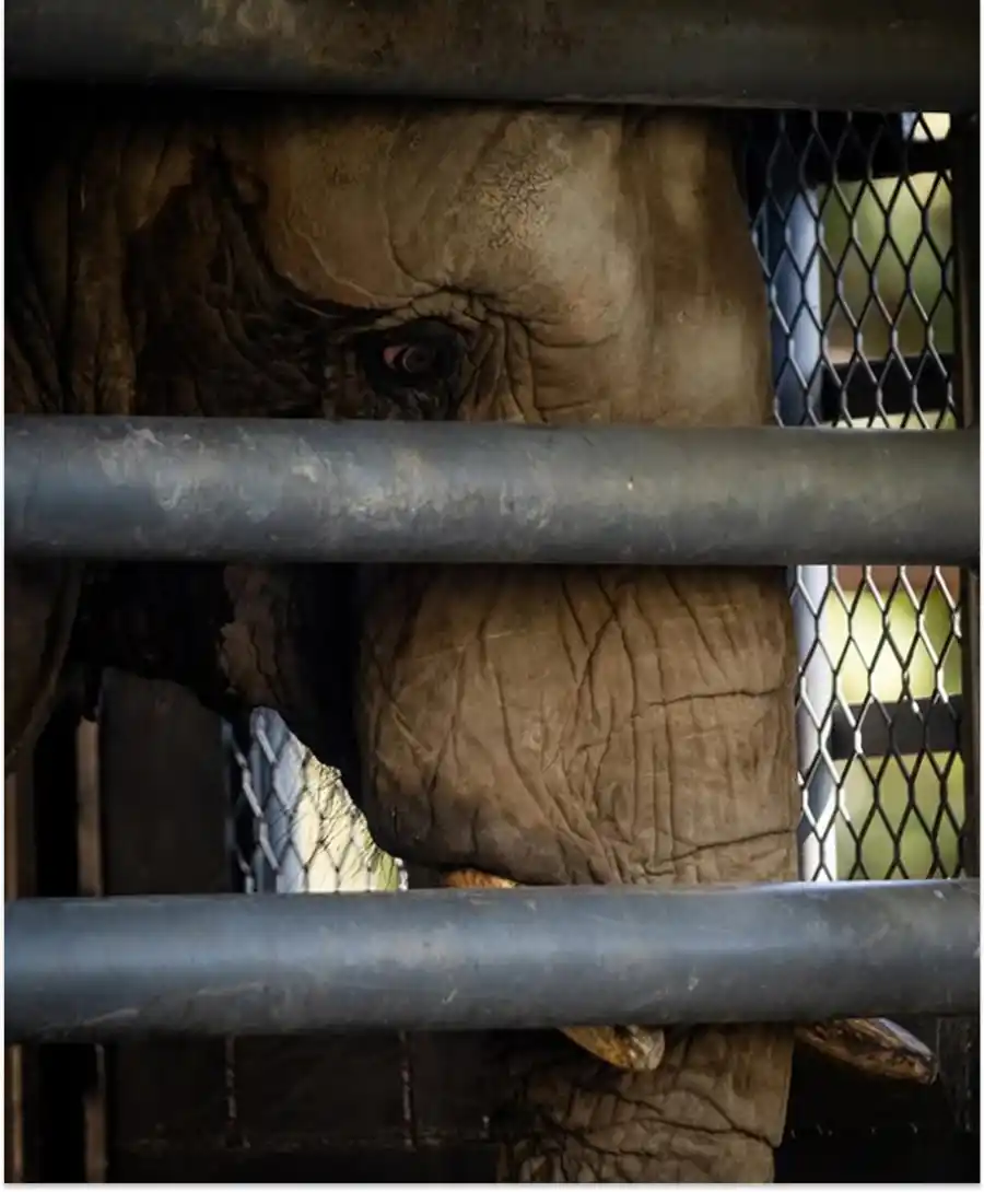 Así fue el emotivo traslado de “Pupy”, la última elefante de Ecoparque, a un santuario