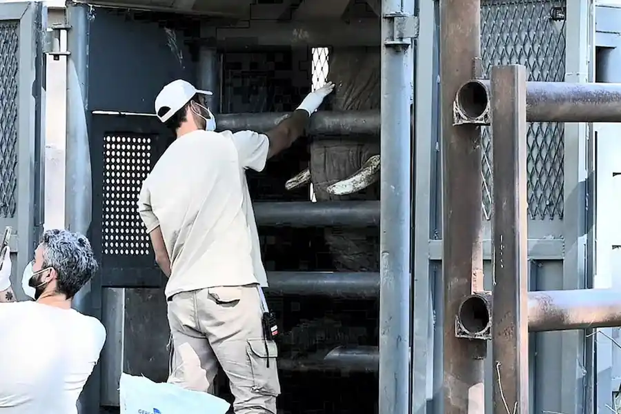 Así fue el emotivo traslado de “Pupy”, la última elefante de Ecoparque, a un santuario