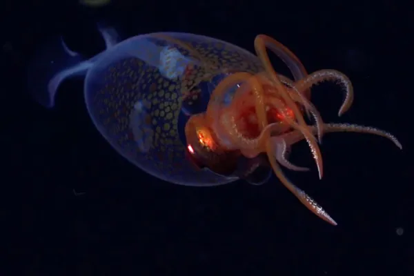 VIDEO. Filmaron por primera vez al calamar colosal descubierto hace 100 años