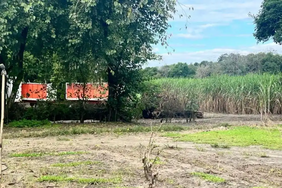 PROBLEMA. Las plantaciones amenazan al patrimonio histórico.