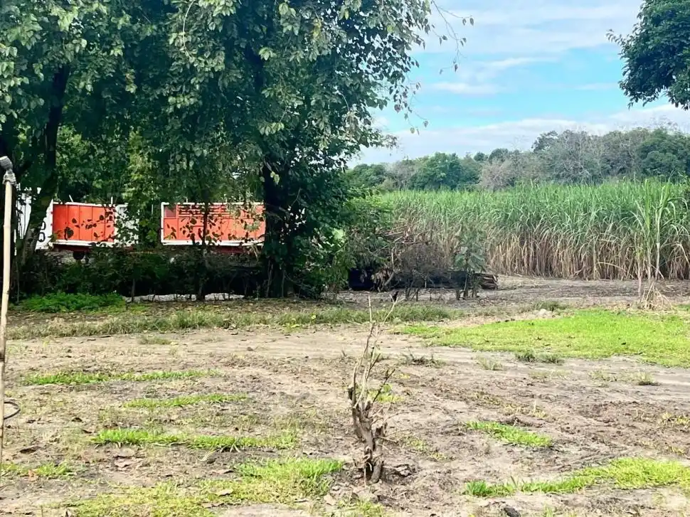 PROBLEMA. Las plantaciones amenazan al patrimonio histórico.