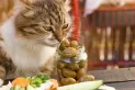 ¿Por qué los gatos son fanáticos de las aceitunas?: el extraño efecto que tienen en ellos