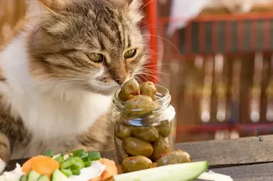¿Por qué los gatos son fanáticos de las aceitunas?: el extraño efecto que tienen en ellos
