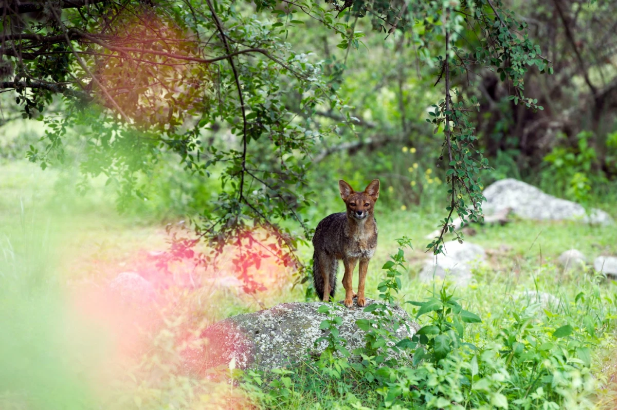 Zorros grises en Tafí del Valle: el desafío de una convivencia armónica entre la naturaleza y nosotros