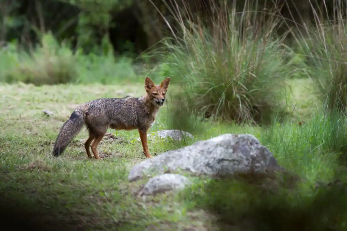 Zorros grises en Tafí del Valle: el desafío de una convivencia armónica entre la naturaleza y nosotros