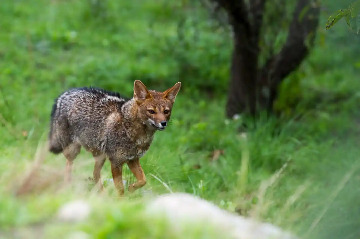 Zorros grises en Tafí del Valle: el desafío de una convivencia armónica entre la naturaleza y nosotros