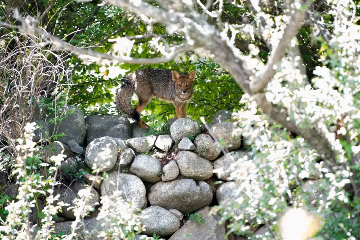 Zorros grises en Tafí del Valle: el desafío de una convivencia armónica entre la naturaleza y nosotros