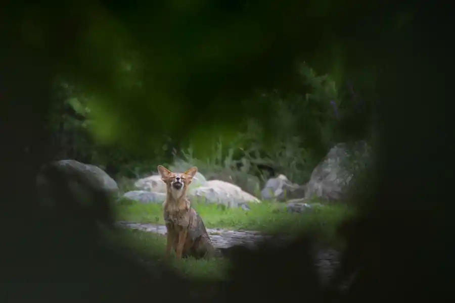 Zorros grises en Tafí del Valle: el desafío de una convivencia armónica entre la naturaleza y nosotros