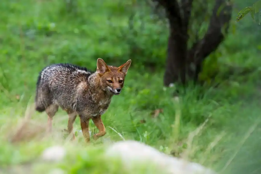 Zorros grises en Tafí del Valle: el desafío de una convivencia armónica entre la naturaleza y nosotros