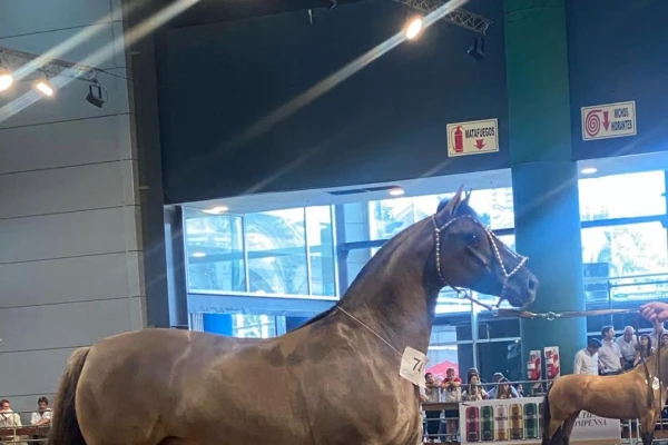 Caballos criollos: una yegua de Yanta Payana ganó en Palermo