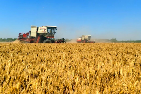 Durante el Primer Simposio de Trigo en el NOA expertos abordaron diversos aspectos del cultivo