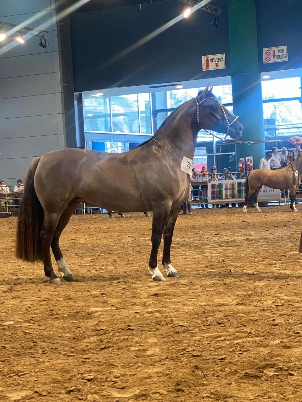 Caballos criollos: una yegua de Yanta Payana ganó en Palermo