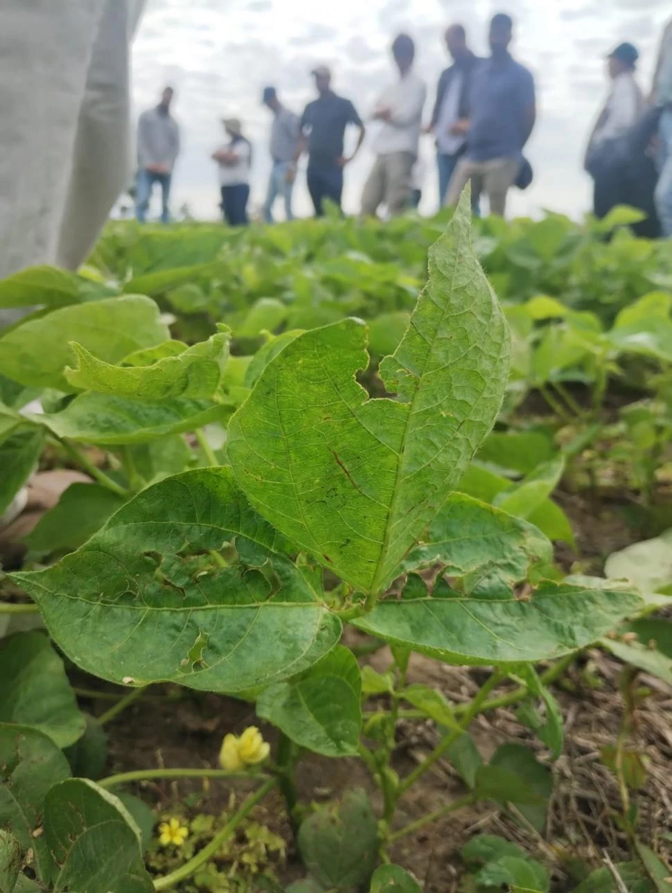 Recomendaciones para el manejo de malezas en porotos