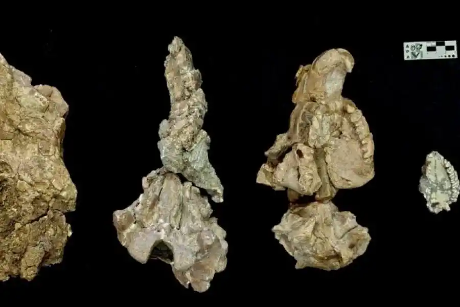 LA COMPARACIÓN. El paladar del Ichhutherium wayra es el cuarto, desde la izquierda. Los otros pertenecen a parientes de la misma familia.