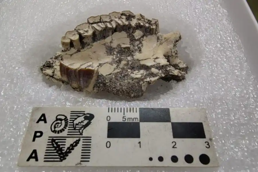 EN PRIMER PLANO Y A ESCALA. Este es el fósil encontrado en la Puna.