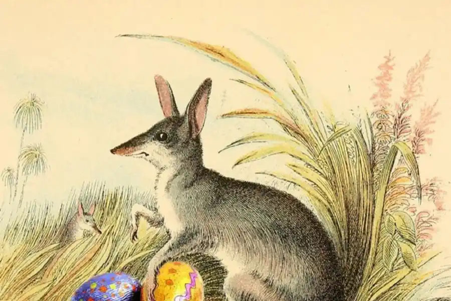 El bilby australiano es un pequeño marsupial del desierto con largas orejas, similar en apariencia.