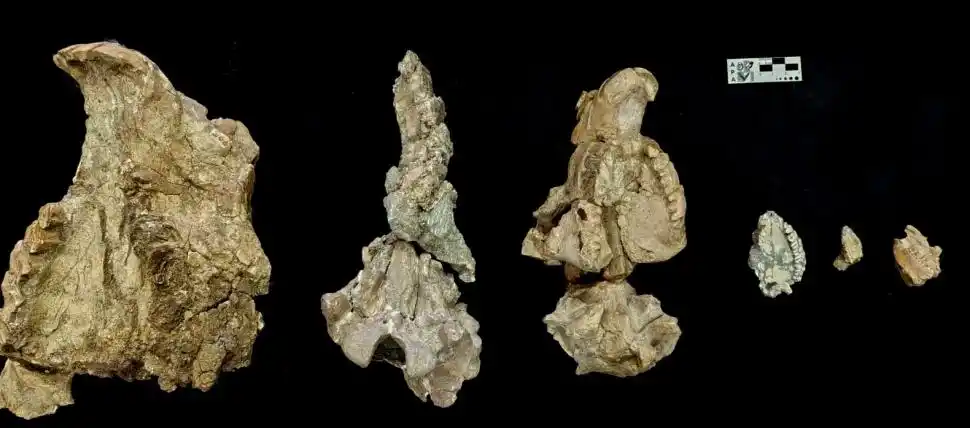 LA COMPARACIÓN. El paladar del Ichhutherium wayra es el cuarto, desde la izquierda. Los otros pertenecen a parientes de la misma familia.