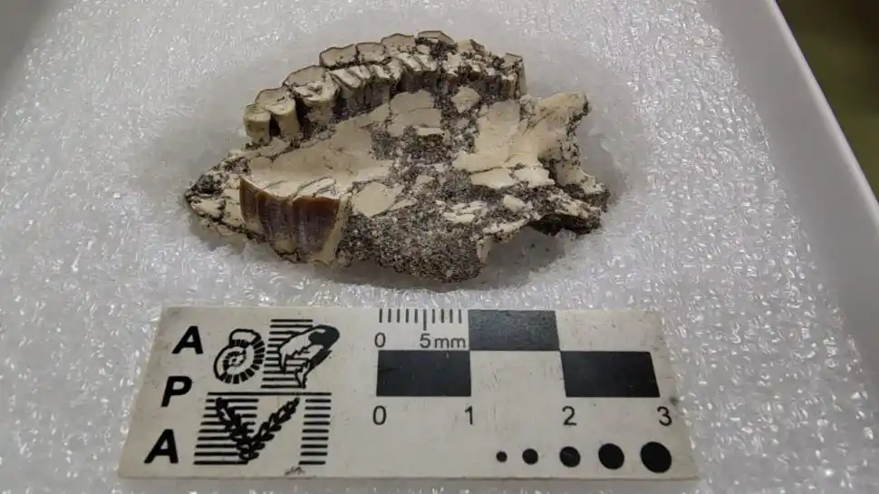 EN PRIMER PLANO Y A ESCALA. Este es el fósil encontrado en la Puna.