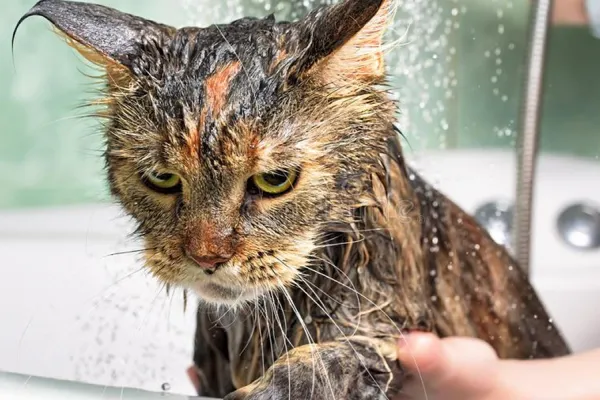 ¿Por qué los gatos odian el agua? La ciencia detrás del mito