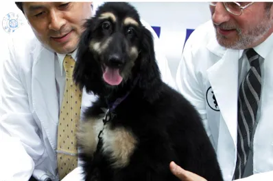 La historia de Snuppy: el primer perro clonado en medio de un escandalo ético