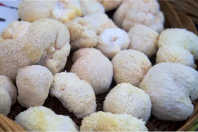 Descubrieron un alimento capaz de estimular la regeneración de neuronas y fortalecer la memoria