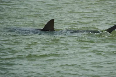 Hallaron los restos de un hombre que se sumergió en aguas infestadas por tiburones