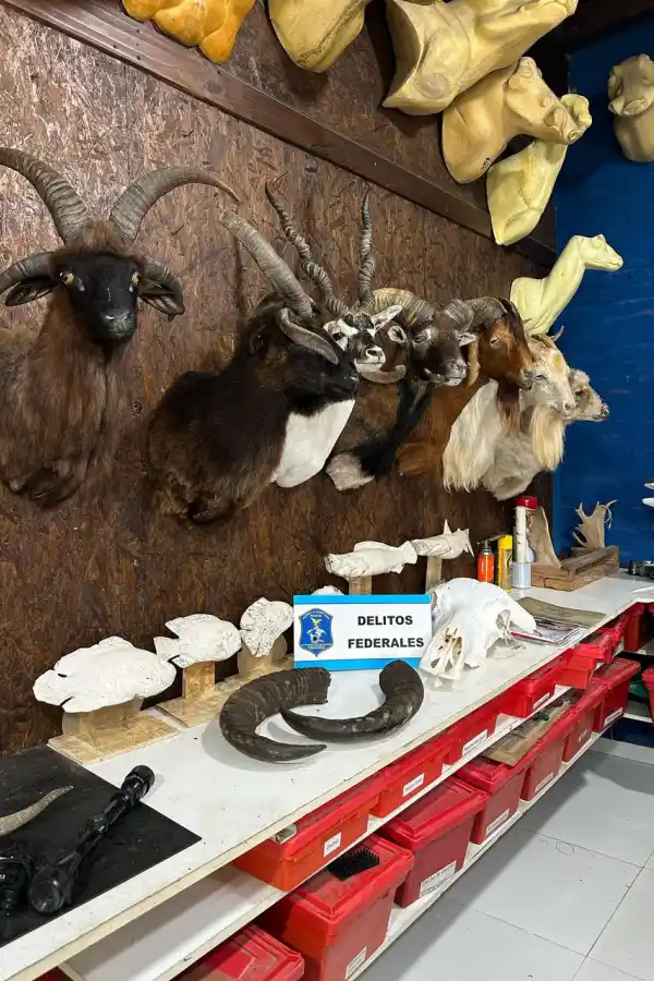 El disecador clandestino se dedicaba a la práctica de taxidermia. PRENSA AMBIENTE