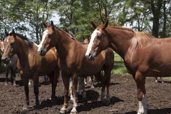 Veterinarios podrán cargar actas en forma digital y gratuita